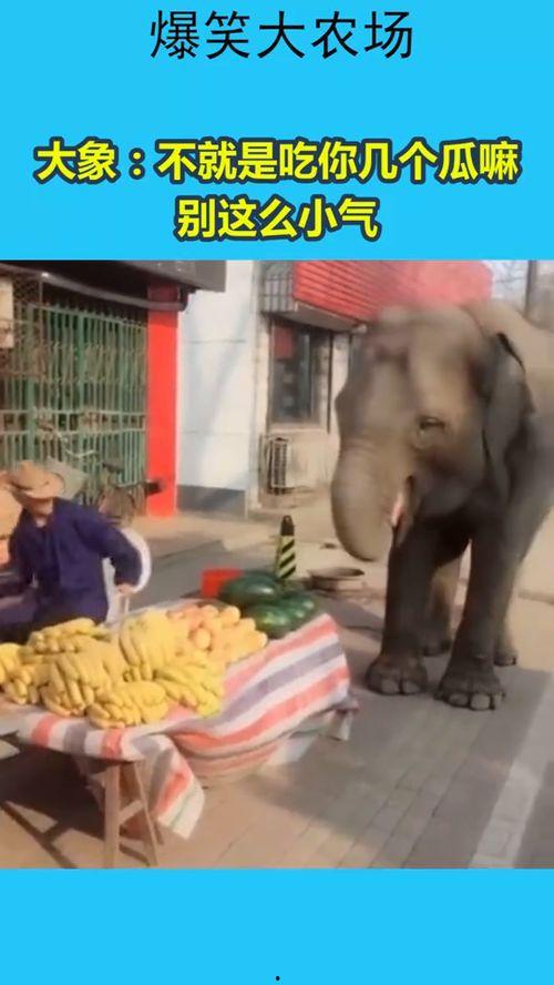 大象被吃瓜,被吃瓜的生态警示