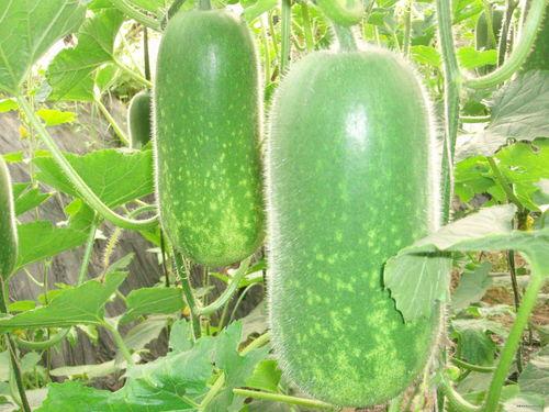 大龙骨吃瓜笔记,揭秘娱乐圈幕后故事