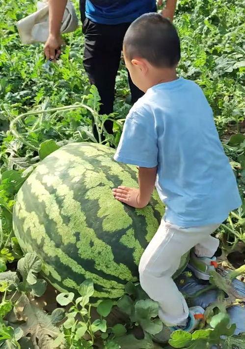 卖瓜妇女吃瓜,卖瓜妇女的甜蜜生活