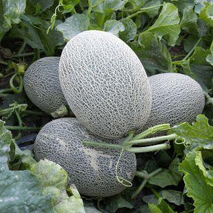 吃瓜群众爱大米,大米的故事