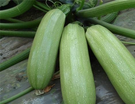 痛风可以吃葡瓜吗,葡瓜成为健康饮食新选择