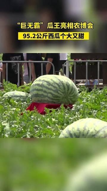 星序吃瓜,揭秘娱乐圈的甜蜜与苦涩