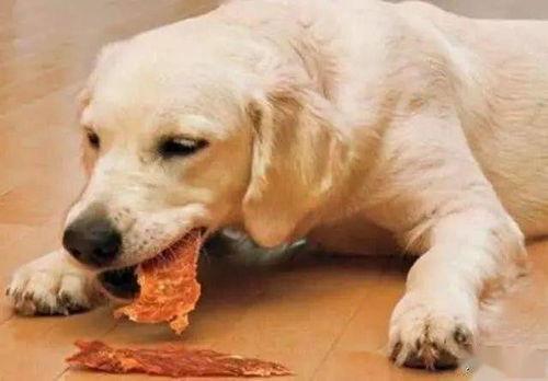 狗狗吃瓜搞笑配音,萌态百出笑翻天