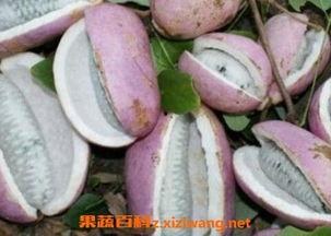 恩施雅典娜吃瓜