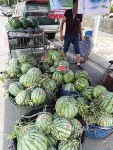 金湖公园吃瓜事件,一场引发热议的公共道德风波