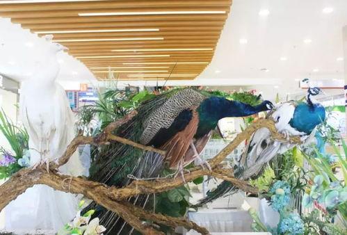 商场吃瓜情侣,商场吃瓜情侣的甜蜜日常