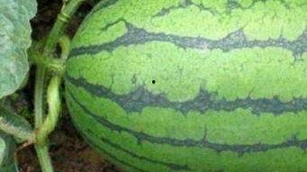 哈尔滨医院吃瓜,揭秘背后的真相与争议