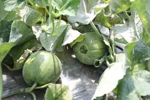 夏季吃瓜的季节,瓜果飘香，清凉一夏