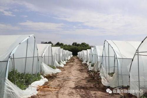 临夏义乌吃瓜,瓜果飘香，品味夏日清凉