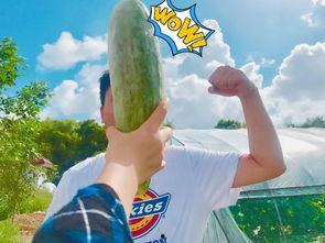 吃瓜群众瓜哥网红是谁啊,揭秘吃瓜群众心中的网络红人