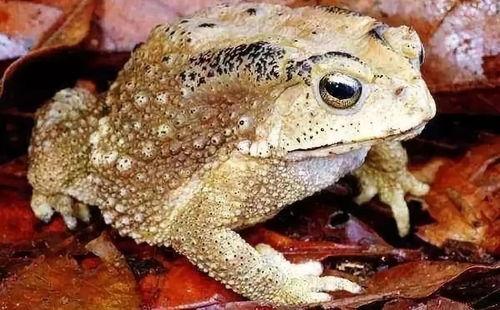 吃瓜蛤蟆鸣,揭秘夏日消暑美食背后的趣味故事