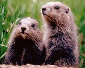 皮皮鼠吃瓜,皮皮鼠的夏日瓜果盛宴