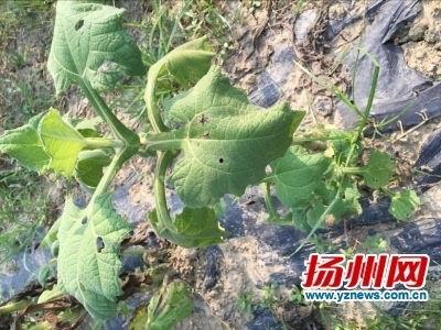 扬州副局吃瓜,揭秘官场风波背后的真相