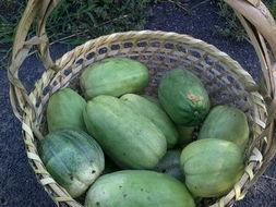 田妈吃瓜,揭秘娱乐圈幕后故事