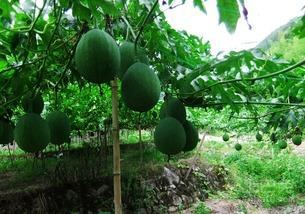 吃吊瓜烂嘴,却需小心烂嘴之苦