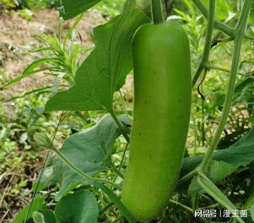 瓠子瓜怎么吃呢,解锁美味新体验