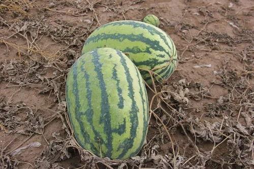 湖北吃的小瓜,舌尖上的荆楚风味