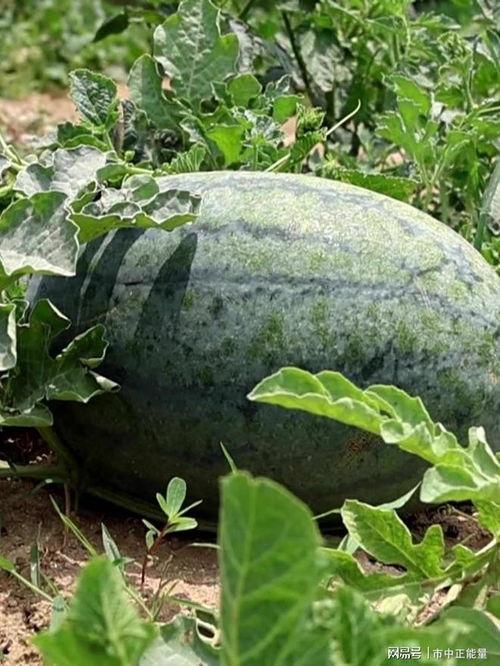 滕州直播吃瓜,一场全民参与的美食盛宴