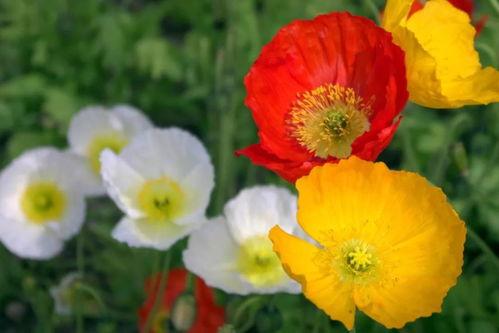 虞美人吃瓜视频,揭秘娱乐圈幕后真相