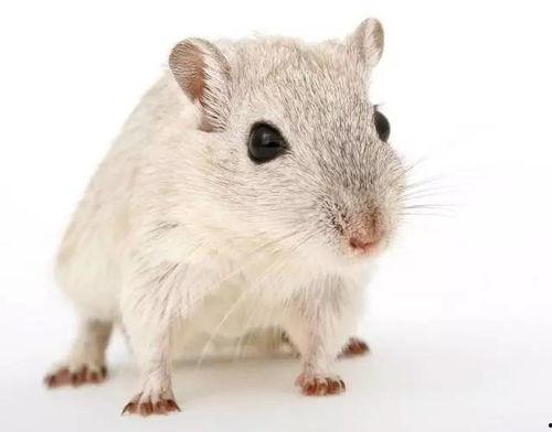 小鼠吃瓜降温方法视频,小鼠吃瓜降温法揭秘