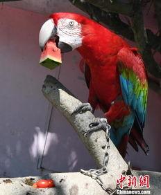 鸟鸟吃瓜,鸟鸟视角下的瓜界风云