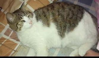 吃瓜群众猫咪萌宠,吃瓜群众的欢乐源泉