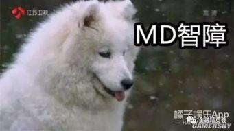 吃瓜群众狼朋友,吃瓜群众与狼朋友的奇幻冒险之旅