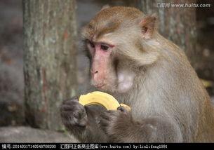 尼加拉瓜吃猴子视频,传统习俗引发争议