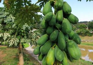 吃瓜吃到树,吃瓜群众也能成为“树”级高手