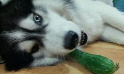 二哈吃瓜录,揭秘狗狗界的娱乐风云