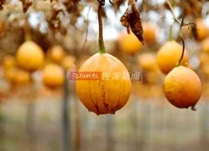 伊川吃瓜视频,揭秘网络热点背后的故事