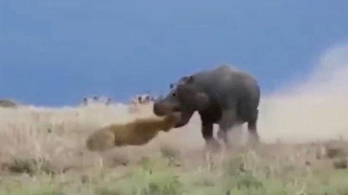 百兽强行吃瓜,一场强行吃瓜的奇幻盛宴