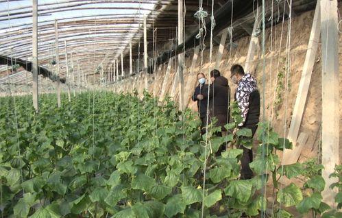 嘉祥县吃瓜,瓜果飘香，品味田园生活