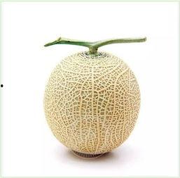 圣法吃瓜,揭秘神秘法域的奇幻瓜果传奇