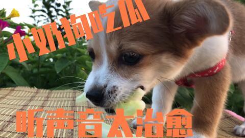 狗狗可以吃瓜,瓜类水果的甜蜜诱惑