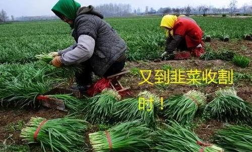 吃瓜割韭,网络热词背后的文化现象与心理解读