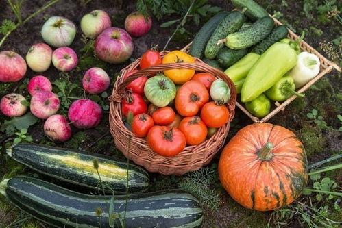 日有所吃瓜,生活更精彩